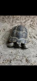 Maurische Landschildkröten