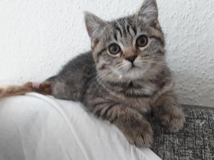 Süße BKH Kitten suchen ein neues Zuhause