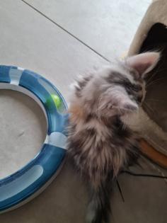 Maincoon Kitten reinrassig