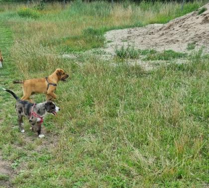 Aussiedor Mix Welpen suchen ab sofort ein zuhause
