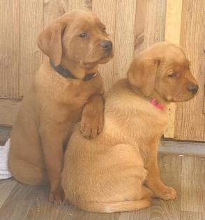 Labrador Welpen foxred