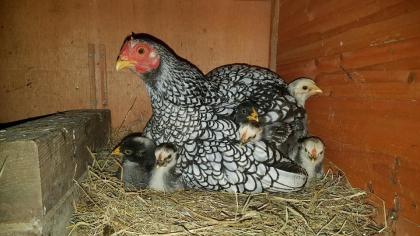 10 Bruteier Zwergwyandotten Zwerg Brut Eier Huhn