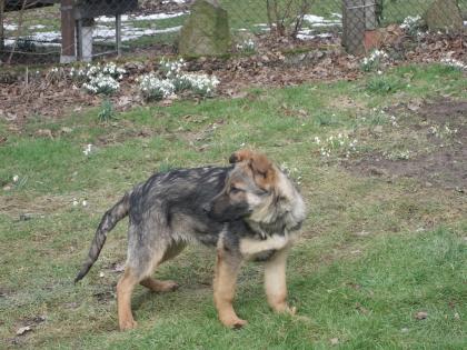 Süsse Schäferhundwelpen suchen ein zu Hause