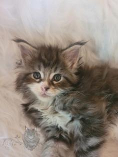 Wundervolle Maine Coon Kitten