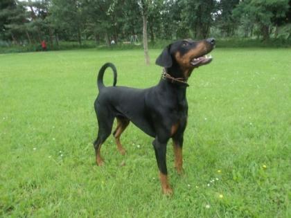 DECKRÜDE - Wunderschöner reinrassiger, kräftig gebauter Dobermann bietet sic