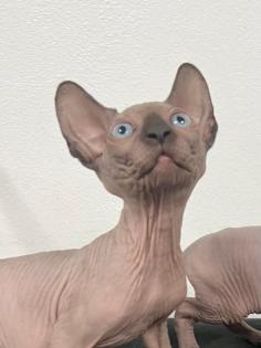 Sphynx Kitten/Katzen