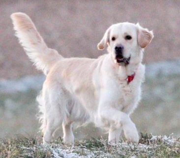 Golden Retriever Wurfankündigung