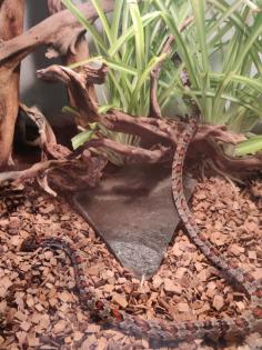 Mexikanische Königsnatter mit Terrarium abzugeben Lapropeltis mexicana mexicana