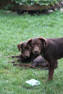 BORADOR Welpen Border Collie und Labrador Retriever Mix