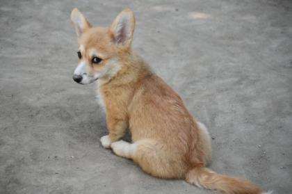 Corgi Welpen