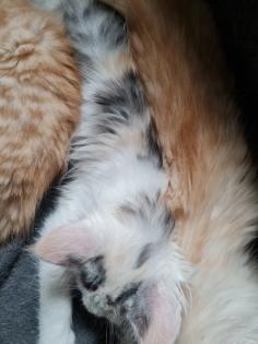 Maincoon Kitten reinrassig