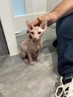 Sphynx Kitten 12 Wochen Weiblich