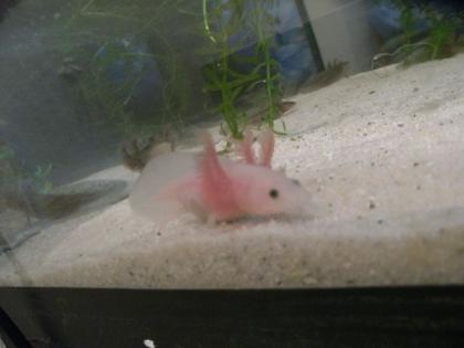 Verkaufe, oder tausche Axolotl