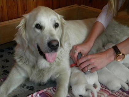 Golden retriever mit Pedigree