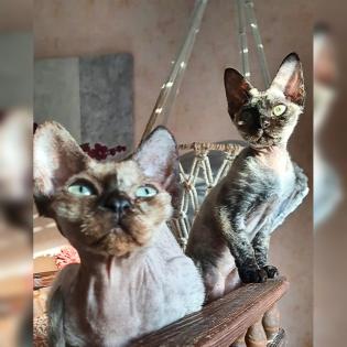 Devon Rex kitten suchen gute Zuhause