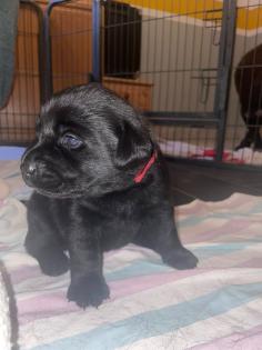 Labradorwelpen in schwarz und foxred