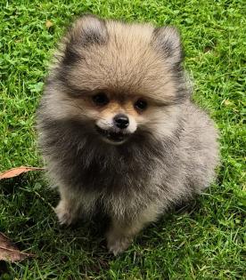 Pomeranian / Zwergspitz Welpen mit Stammbaum suchen ein neues Liebevolles zuhause