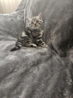 BKH Silver Tabby Kitten Reinrassig