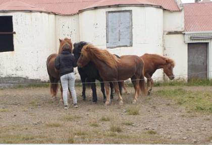 Reitbeteiligung Gesucht