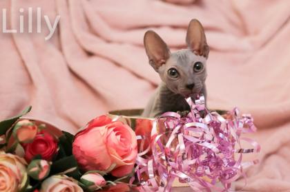 Don Sphynx Kitten - Katzenbabys