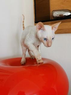 Wunderschönen Cornish Rex Lockenkatzen