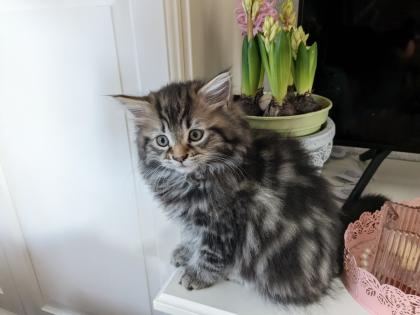 Sibirische Waldkatzen Kitten