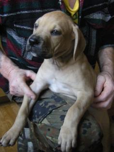 Schöne Bordeauxdoggen-Mastino-Welpen abzugeben