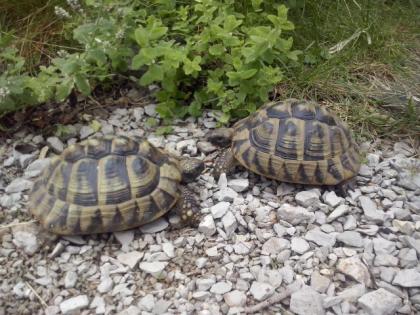 2 Dalmatinische Landschildkröten, TH, eierlegend, 1 Jungtier