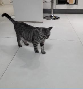 Geschwister Katzen suchen neu Zuhause