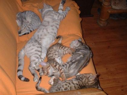 4 kleine Bengalbabys zu verkaufen