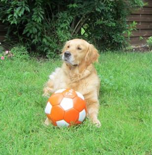 Golden Retriever Welpen