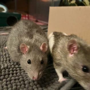 3 Männchen Ratten - Geschwister