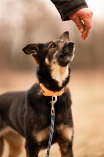 Lessie. ängstliches Hundemädchen sucht so sehr ihre Familie