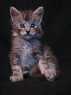 Typvolle Maine Coon Kitten aus liebevoller Hobbyzucht