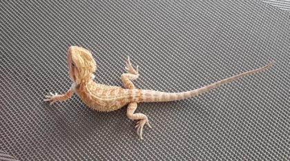 Bartagame Progona Viticeps 8 Wochen jung