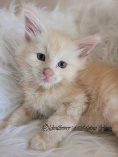 Wundervolle Maine Coon Kitten