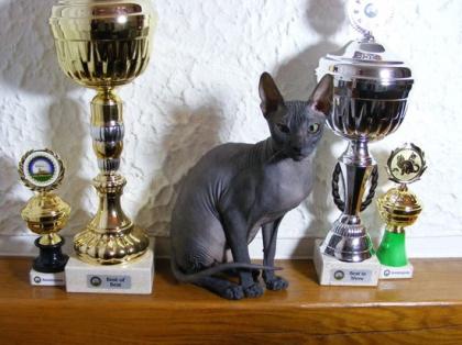 Deckkater Don Sphynx mit Championtitel