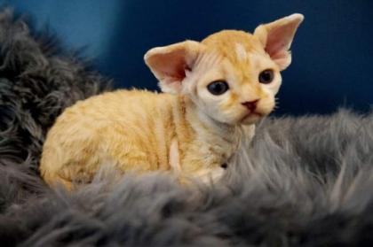 Devon rex Babys, die Eltern sind getestet auf gen Erbkrankheiten