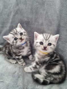 BKH Silver Tabby Kitten Reinrassig