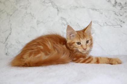 Rotes Maine Coon Mädchen