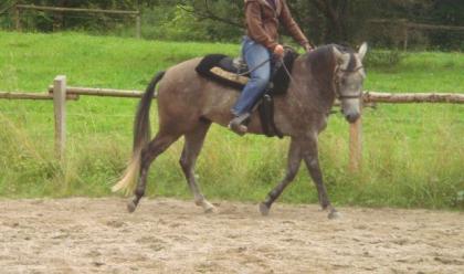 Biete eine Reitbeteiligung auf 6jährigem westerngerittenem Quarter Horse in Die