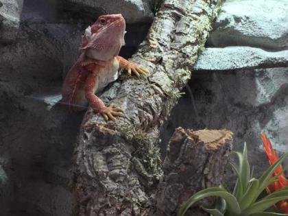 Red Hypo het. Trans female