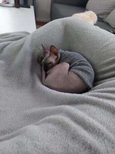 Sphynx Dame sucht dringend neues Zuhause