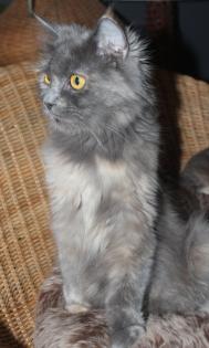 Maine Coon kitten Mädchen und Kater