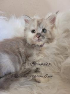 Wundervolle Maine Coon Kitten