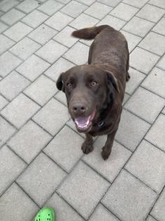 Labrador Welpen in braun und blond