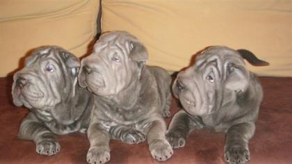 SHAR PEI BLUE WELPEN