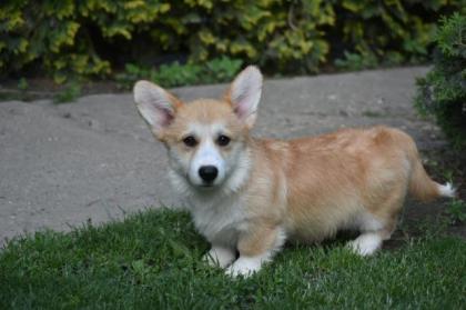 Corgi Welpen