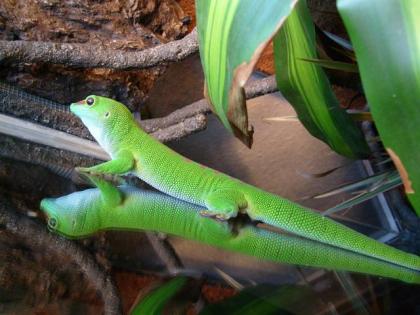 Großer Madagaskar Taggecko Phelsuma Madagascariensis Grandis - Männchen