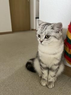 Zwei Schöne Katzen Nala und Bela suchen neues Zuhause